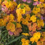 Erysimum 'Spring Breeze Sunset' Perennial Wallflower Plug Plants Pack x6