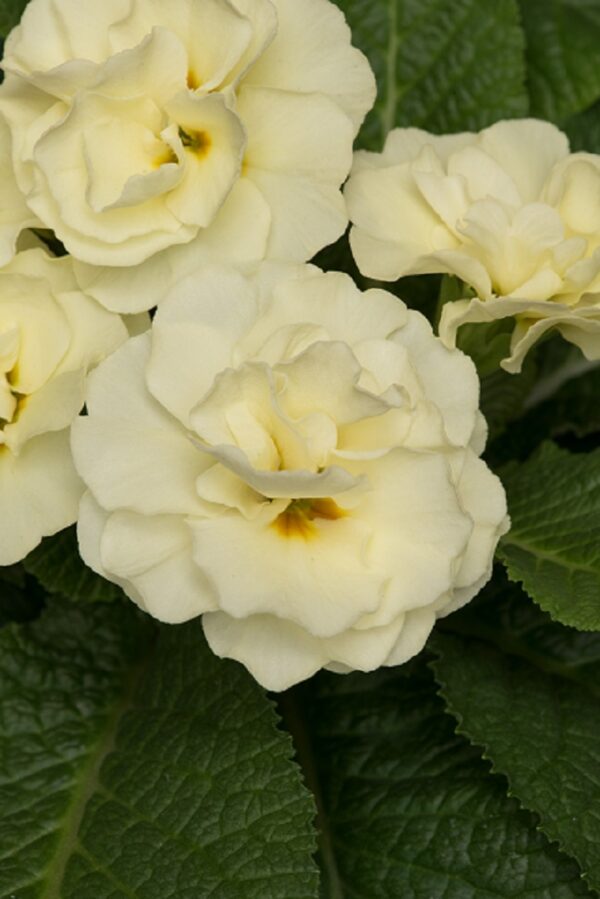 Primrose Primula 'Queen F1' NEW Variety Double 'LIME' Pack Plug Plants x6