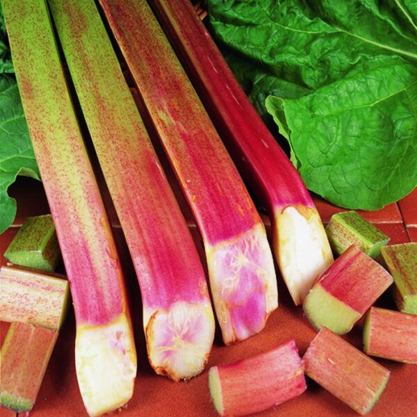Rhubarb 'Timperley Early' Root/Crown Bare Root Vegetable/Fruit