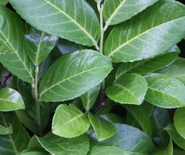 Laurel 'Rotundifolia' Evergreen Shrub Supersize XXL Plug Plants Pack x3