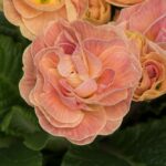 Primrose Primula 'Queen F1' NEW Variety Double 'MANDARIN' Pack Plug Plants x6