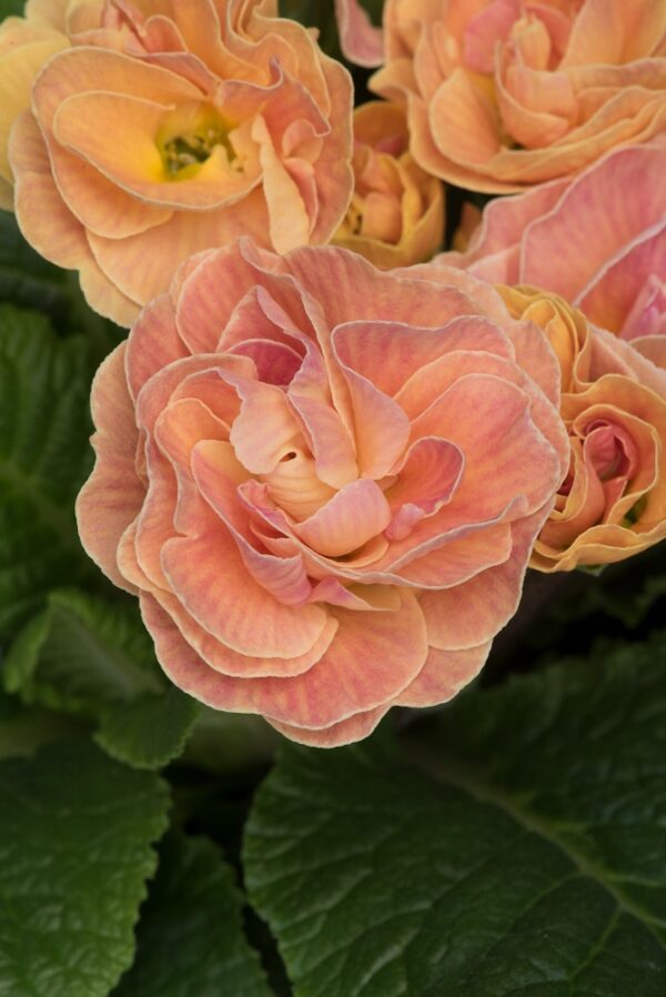 Primrose Primula 'Queen F1' NEW Variety Double 'MANDARIN' Pack Plug Plants x6