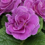 Primrose Primula 'Queen F1' NEW Variety Double 'VIOLET NEON' Pack Plug Plants x6
