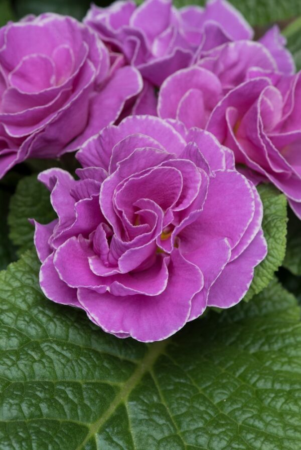 Primrose Primula 'Queen F1' NEW Variety Double 'VIOLET NEON' Pack Plug Plants x6