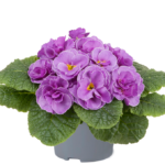 Primrose Primula 'Queen F1' NEW Variety Double 'VIOLET NEON' Pack Plug Plants x6
