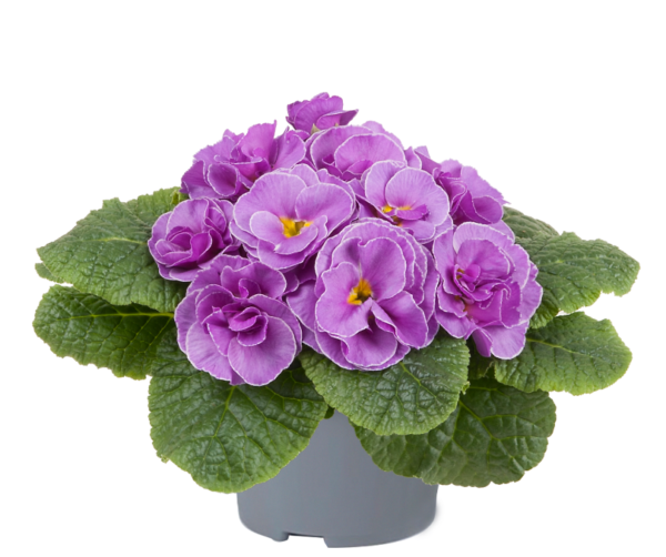 Primrose Primula 'Queen F1' NEW Variety Double 'VIOLET NEON' Pack Plug Plants x6
