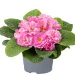 Primrose Primula 'Queen F1' NEW Variety Double 'PINK' Pack Plug Plants x6