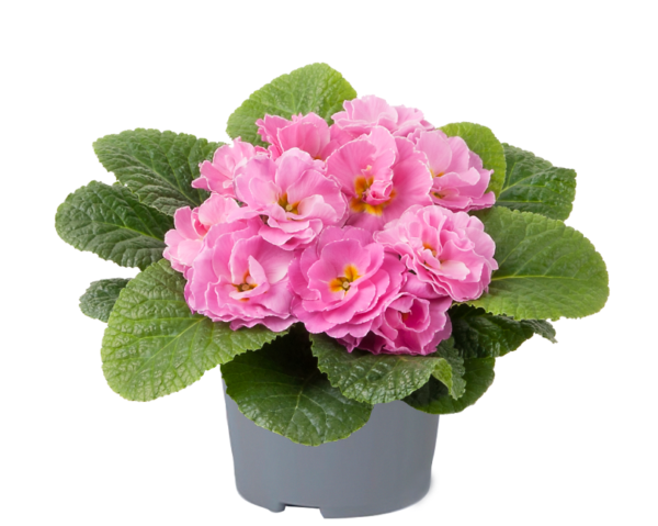 Primrose Primula 'Queen F1' NEW Variety Double 'PINK' Pack Plug Plants x6