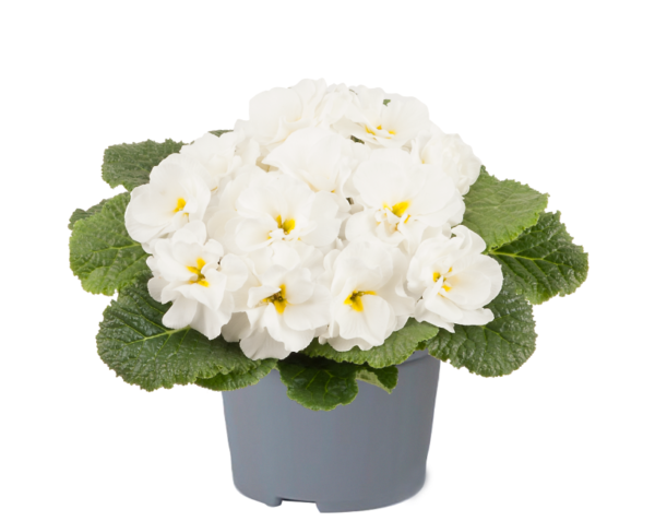 Primrose Primula 'Queen F1' NEW Variety Double 'WHITE' Pack Plug Plants x6
