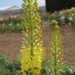 Eremurus Stenophyllus 'Foxtail Lily' Pack x1 Bulb/Tuber