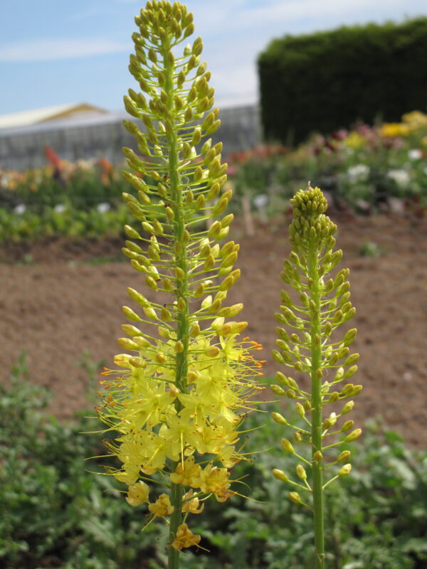 Eremurus Stenophyllus 'Foxtail Lily' Pack x1 Bulb/Tuber