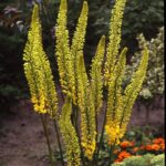 Eremurus Stenophyllus 'Foxtail Lily' Pack x1 Bulb/Tuber