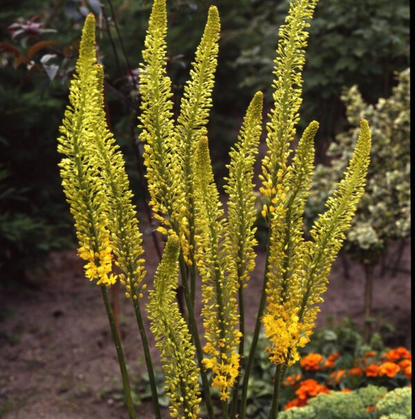 Eremurus Stenophyllus 'Foxtail Lily' Pack x1 Bulb/Tuber