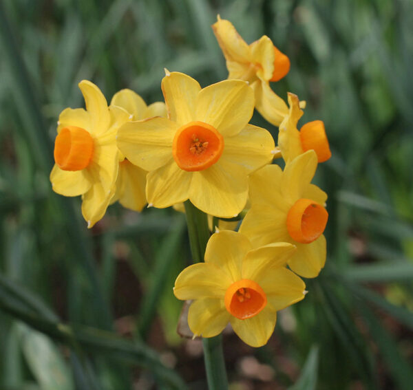Narcissus Tazetta Grand Soleil d'Or Daffodil Bulbs Pack x10