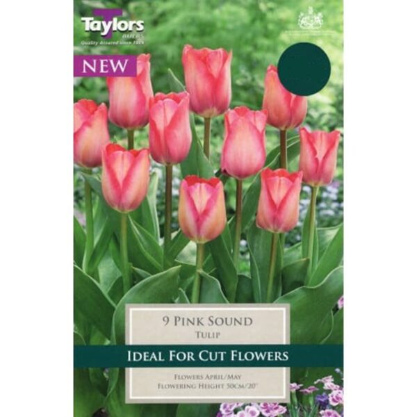 Tulip Bulb Darwin 'Pink Sound' Spring Flowering Bulbs Pack x9
