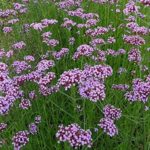 Verbena 'Bonariensis' Perennial Flowering Hardy Plug Plants Pack x6