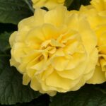 Primrose Primula 'Queen F1' NEW Variety Double 'YELLOW Pack Plug Plants x6