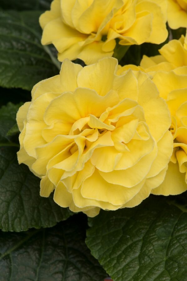 Primrose Primula 'Queen F1' NEW Variety Double 'YELLOW Pack Plug Plants x6