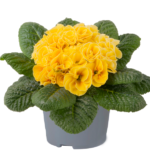 Primrose Primula 'Queen F1' NEW Variety Double 'YELLOW Pack Plug Plants x6