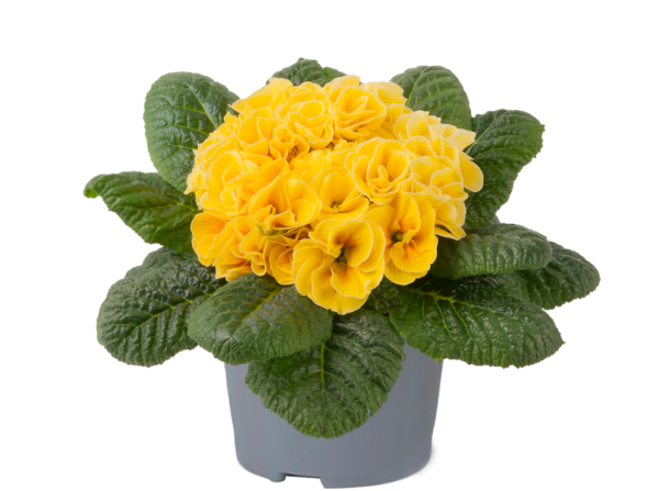 Primrose Primula 'Queen F1' NEW Variety Double 'YELLOW Pack Plug Plants x6