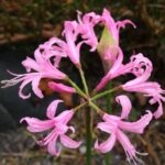 Value Pack x5 Nerine 'Bowdenii' Bulbs/Tuber WPC Prins