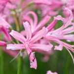Value Pack x5 Nerine 'Bowdenii' Bulbs/Tuber WPC Prins