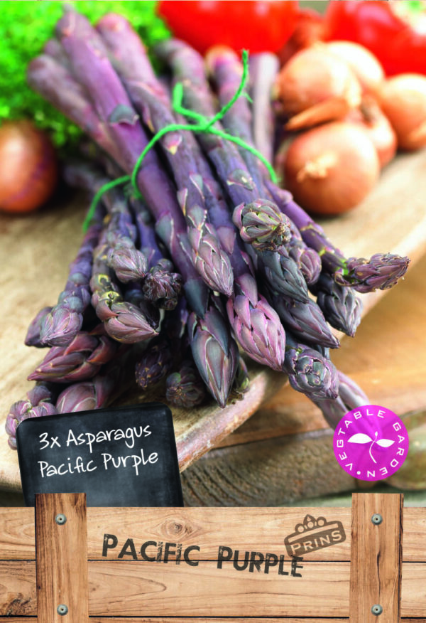 Asparagus 'Pacific Purple' Pack x 3 Crowns/Roots