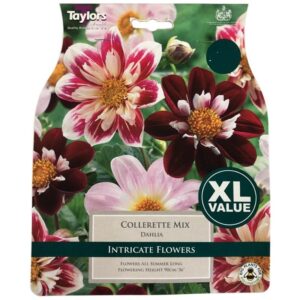 Dahlia Collerette Mixed Value Pack x4 Tubers