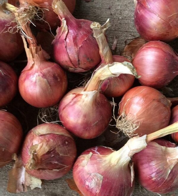 Pink Onion Set/Bulbs 'Rosanna' Pack x50