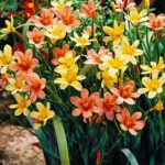 Homeria Mixed' Fairy Cups' Summer Bulbs Pack x15