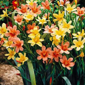 Homeria Mixed' Fairy Cups' Summer Bulbs Pack x15