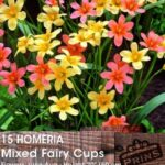 Homeria Mixed' Fairy Cups' Summer Bulbs Pack x15