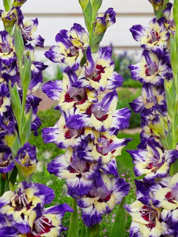 Gladioli Large Flowering 'Circus Colour' Pack x 15 Bulbs