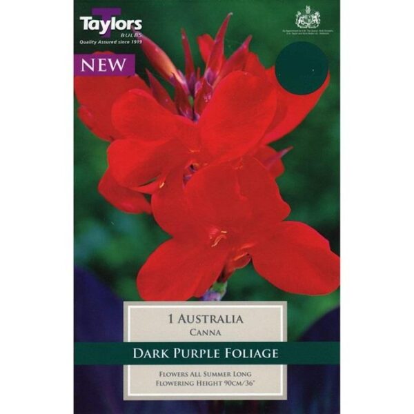 Canna Lily Black Leaf 'Australia' Bulb Rhizome Pack x1