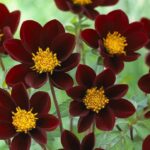Dahlia  Chocolate 'Mexican Star Tubers Pack x2