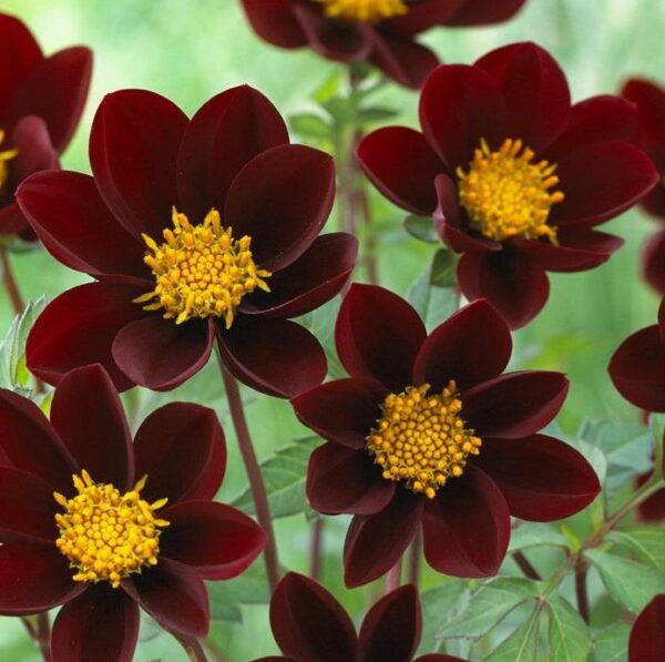 Dahlia  Chocolate 'Mexican Star Tubers Pack x2
