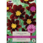 Dahlia  Chocolate 'Mexican Star Tubers Pack x2