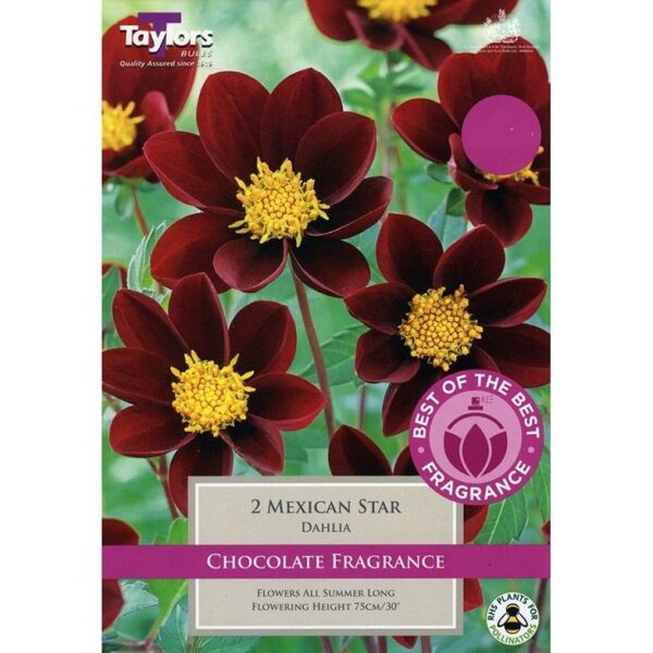 Dahlia  Chocolate 'Mexican Star Tubers Pack x2