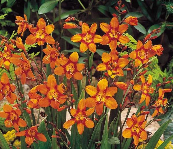 Crocosmia 'Emily McKenzie' (Montbretia) Bulbs / Corms Pack X7