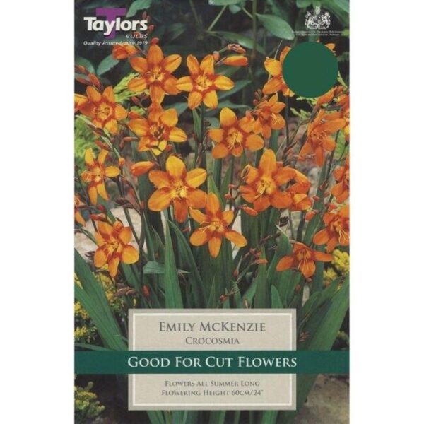 Crocosmia 'Emily McKenzie' (Montbretia) Bulbs / Corms Pack X7