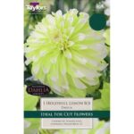 Dahlia Decorative 'Hollyhill Lemon Ice' Pack x 1 Tuber