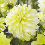 Dahlia Decorative 'Hollyhill Lemon Ice' Pack x 1 Tuber