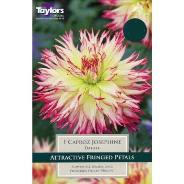 Dahlia Fringed 'Caproz Josephine' Tuber/Bulb Pack x1
