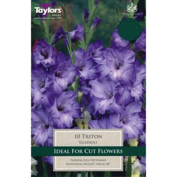 Gladioli Large Flowering 'Purple Flora' Pack x10 Bulbs/Corms