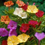 Mirabillis Jalapa Mix Quality Bulbs/Tubers Pack x4