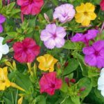 Mirabillis Jalapa Mix Quality Bulbs/Tubers Pack x4