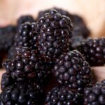 Rubus Thornless Blackberry 'Thornfree' 9cm Pot Plants Pack x3