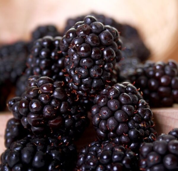 Rubus Thornless Blackberry 'Thornfree' 9cm Pot Plants Pack x3