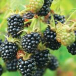 Rubus Thornless Blackberry 'Thornfree' 9cm Pot Plants Pack x3