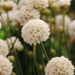 Armeria Pseudarmeria 'Ballerina White' Perennial (LARGE) Plug Plants Pack x6